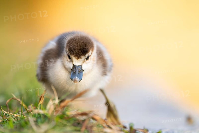 Egyptian goose (Alopochen aegyptiaca) cute chick on a meadow at the shore of a lake, Bavaria, Germany