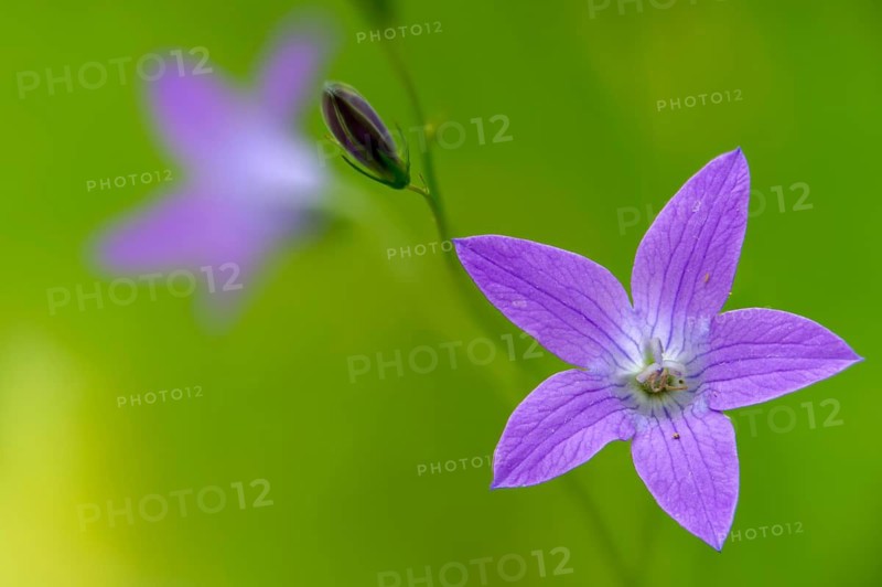 Campanula patula, campanulaceae, bellflower, meadow bell, flora, plants, plants, spreading bellflower