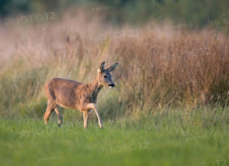 Animals Mammals Roe deer (Capreolus capreolus), Germany