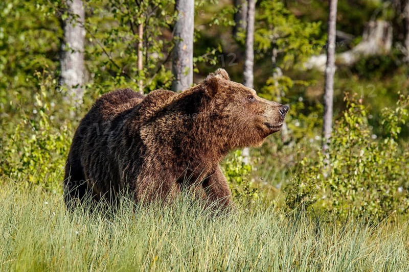 Brown Bear (Ursus arctos), on forest, Kainuu, Finland