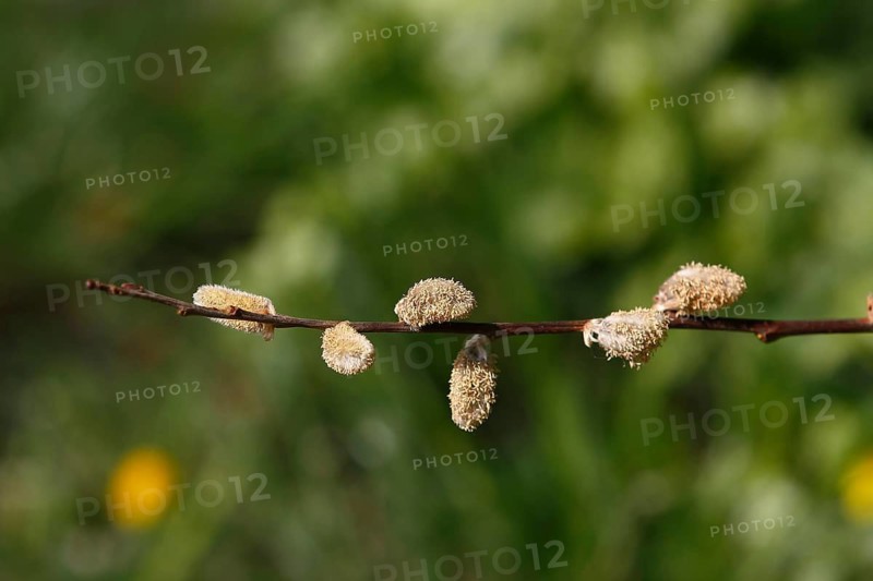 Blossoms of willow catkins (Salix), green background, North Rhine-Westphalia, Germany