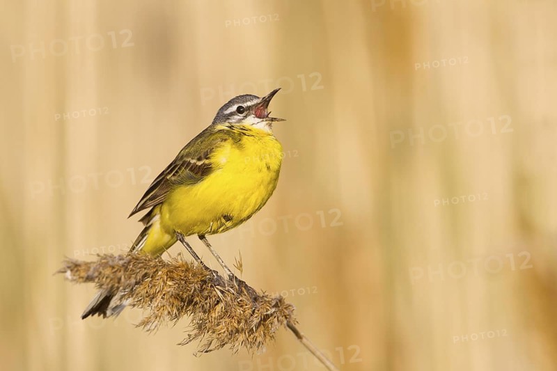 Western Yellow Wagtail (Motacilla flava) male singing, Hungary