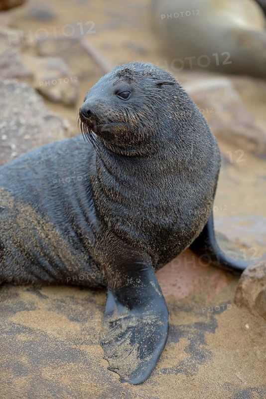 Cape fur seal (Arctocephalus pusillus), Cape Cross, Erongo Region, Namibia