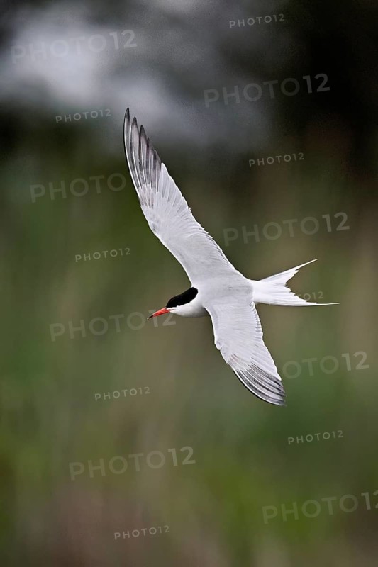 Common tern (Sterna hirundo), in flight, Saintes-Marie-de-la-Mer, Camargue, southern France, France