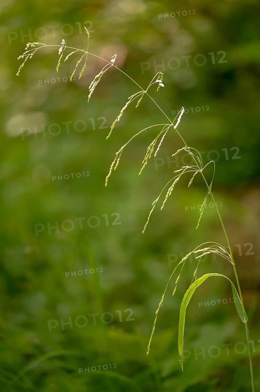 Fluttergrass, common fluttergrass, milium effusum, forest fluttergrass, soft fluttergrass, wood millet, flora, high size, vertical format, plants, plants