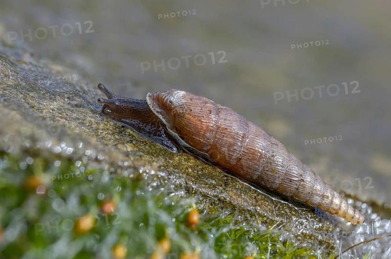 Wrinkled snail, laciniaria plicata, gastropoda, mollusca, snails, molluscs