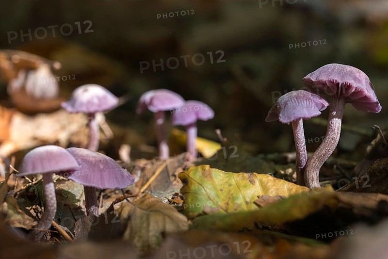 Amethyst deceiver, blue lacquer funnel, laccaria amethystea, purple lacquer mushroom, purple lacquer funnel, fungi, fungi, mushrooms