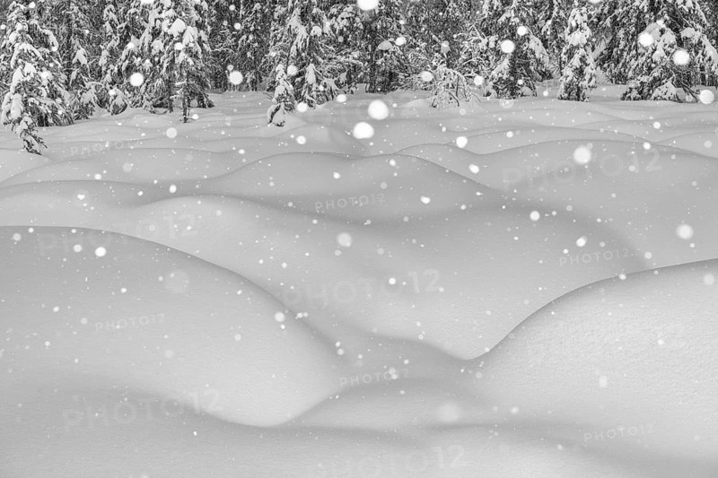 Boreal forest during snowfall, Gällivare, Lapland, Sweden, February 2020