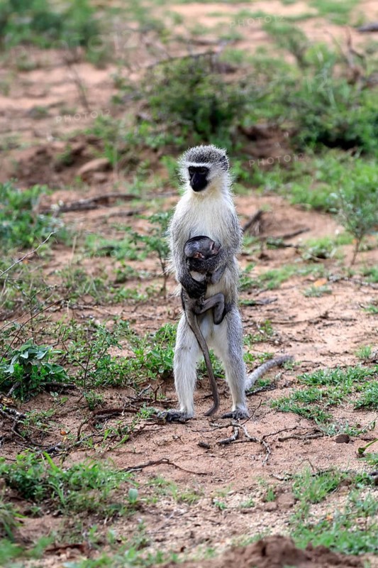 Vervet Monkey (Chlorocebus pygerythrus), adult, female, standing upright, mother, juvenile, baby, social behaviour, caring for young, Kruger National Park, Kruger National Park, South Africa