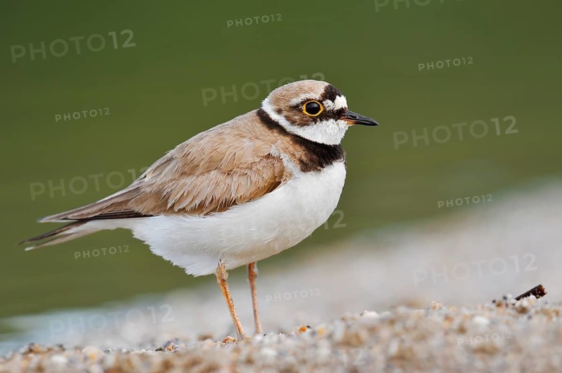 Little Ringed Plover (Charadrius dubius), North Rhine-Westphalia, Germany