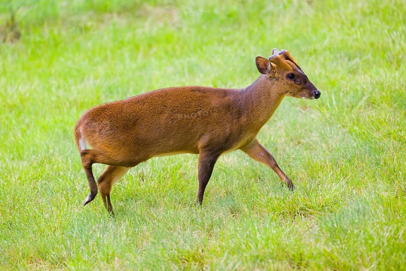 One male Reeves's muntjac (Muntiacus reevesi) on a green meadow