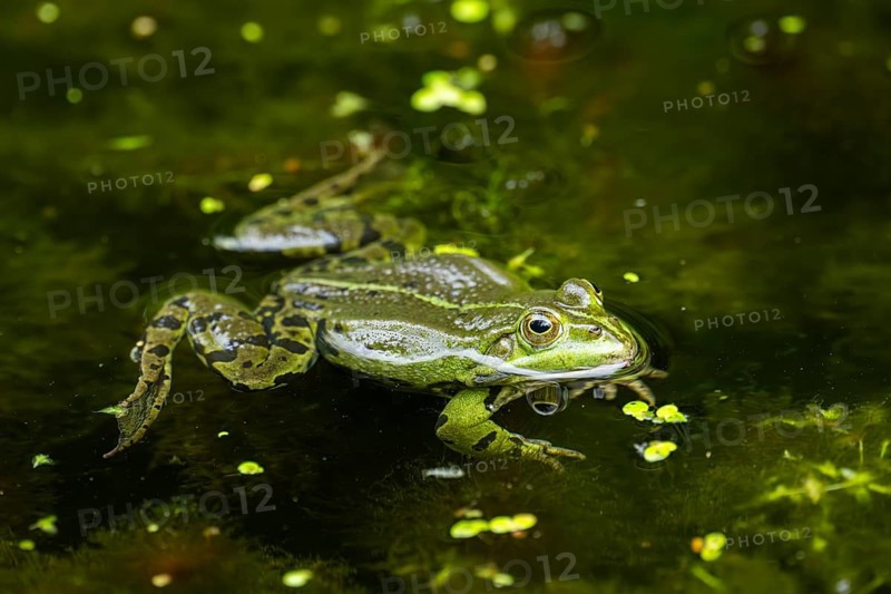 Edible frog (Pelophylax esculentus) in a little lake in the water, Bavaria, Germany
