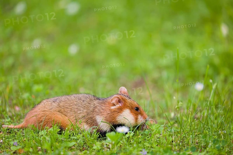 A European hamster (Cricetus cricetus), Eurasian hamster, black-bellied hamster or common hamster, collects herbs, grass and daisies on a meadow