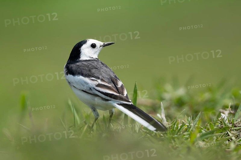 White Wagtail (Motacilla alba) standing in a lush green field, sreepur, Gazipur, bangladesh