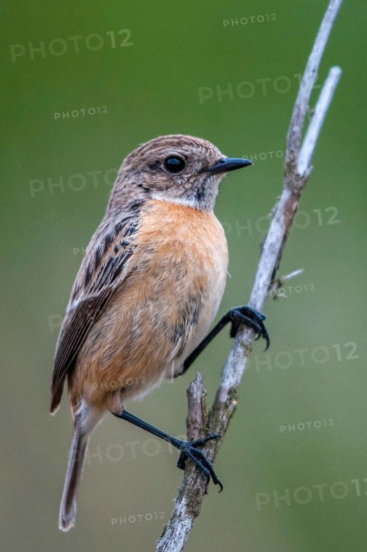 2009, Brandenburg, Germany, Nabu, national natural heritage, natural paradise Grünhaus, saxicola torquata, black throat, stonechat, post-mining landscape, birds, female, green house, high size, portrait format, passeri, songbirds, songbirds, birds, female