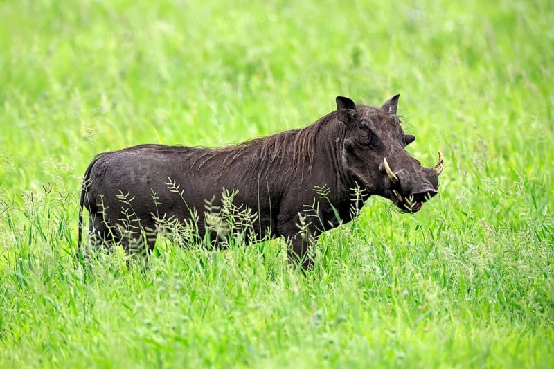 Warthog (Phacochoerus africanus), adult, male, foraging, alert, Kruger National Park, South Africa