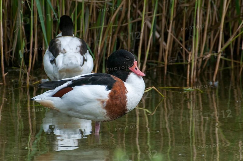 Brandgoose, Shelduck, Tadorna Tadorna, Anatidae, Birds, Duckbirds, Goose, Geese, Birds, Waterbirds