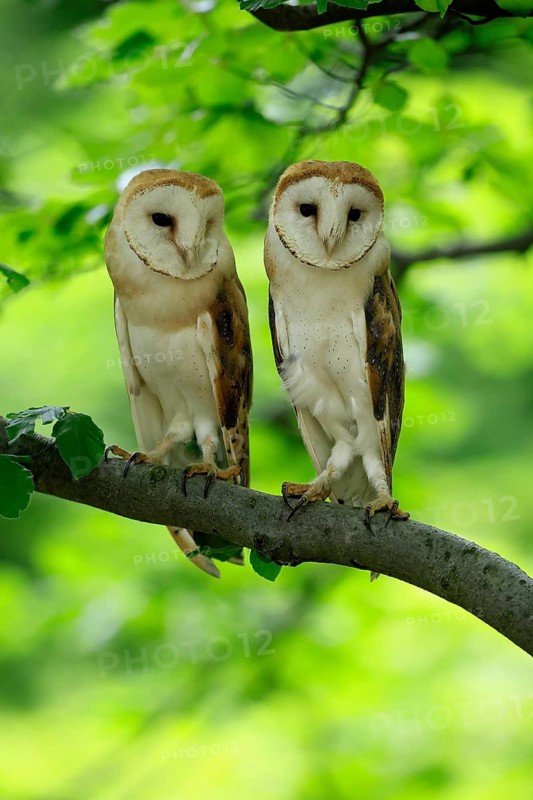 Barn owl (Tyto alba), adult, pair, vigilant, on tree, in summer, Šumava, Czech Republic