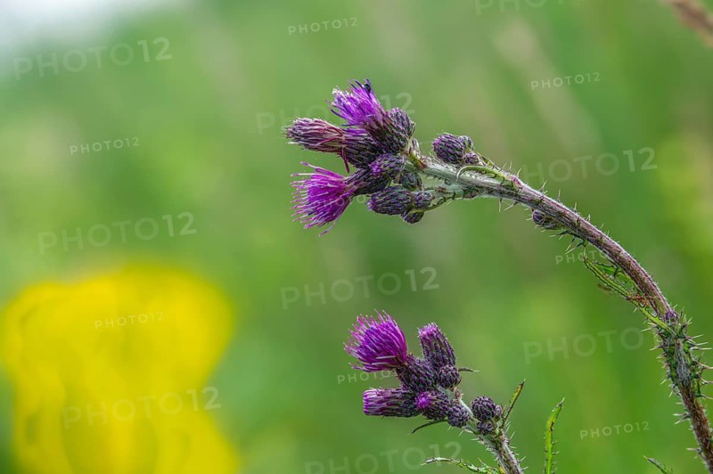 Asteraceae, Cirsium palustre, European Swamp thistle, daisy, swamp thistle, thistle, flora, marsh thistle, plants, plants