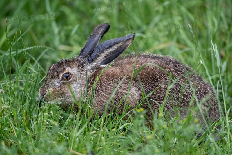 European hare (Lepus europaeus), Lower Saxony, Germany