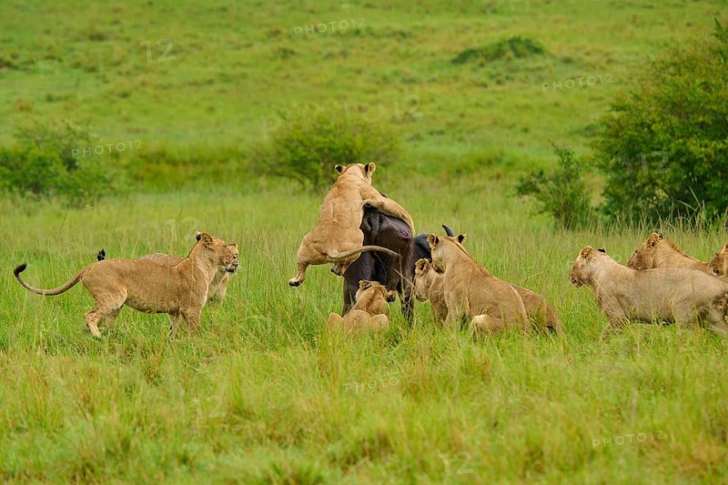 A buffalo is attacked by a pride of lions on the savannah: lion (Panthera leo), Cape buffalo (Syncerus caffer), Masai Mara National Reserve, Narok County, Kenya