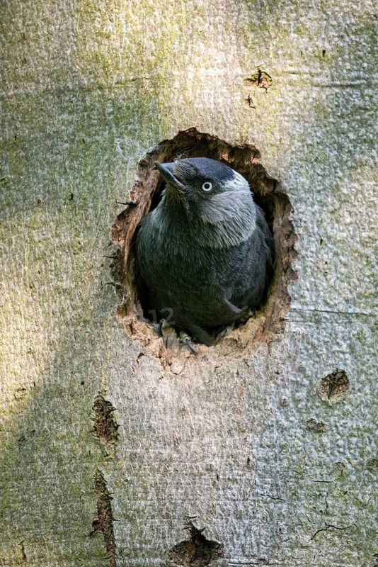 Corvus monedula, jackdaw, tree-breeding jackdaws, tree breeders, birds, corvidae family of birds, high size, portrait format, passeri, corvids, beak deformation, songbirds, birds