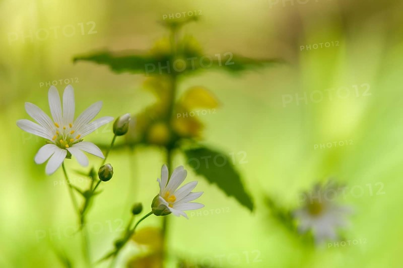 Caryophyllaceae, Starweed, Large-flowered Starwort, Clove, Stellaria Holostea, Starweed, Addersmeate, Flora, Greater Starwort, Greater Stitchwort, Plants