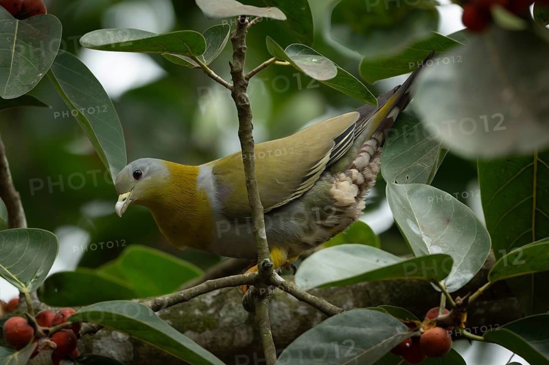 Yellow-footed green pigeon (Treron phoenicopterus) in a banyan tree, Sreepur, Gazipur, bangladesh