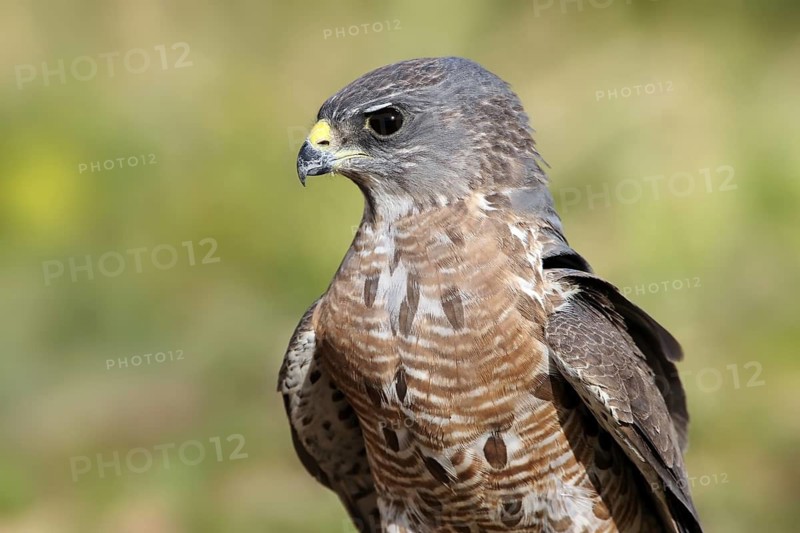 Levant Sparrowhawk (Accipiter brevipes) female, Eilat, Israel