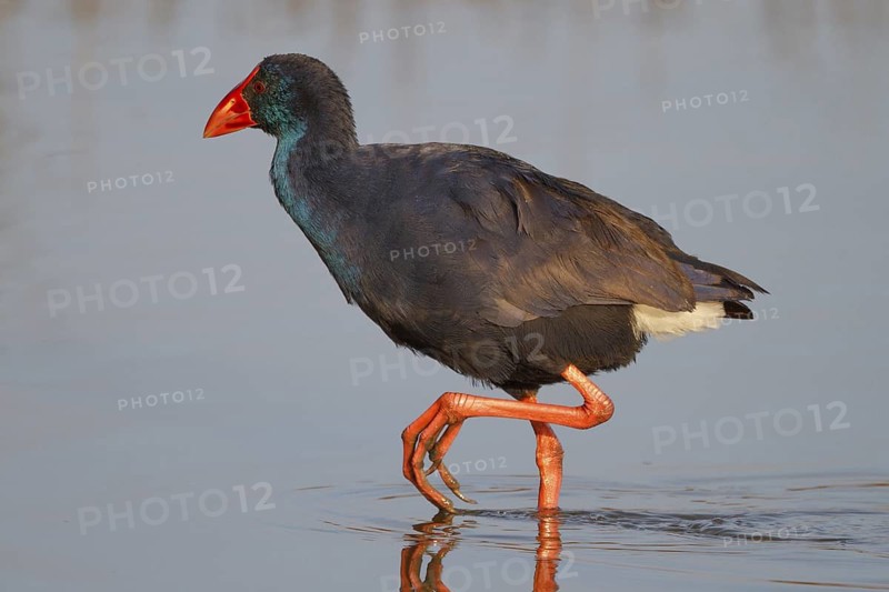 Western Swamphen (Porphyrio porphyrio) foraging, Spain