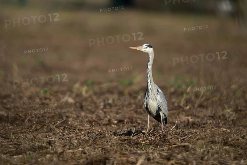 Ardea cinerea, heron, gray heron, birds, ciconiiformes, herons, walking birds, wading birds, birds
