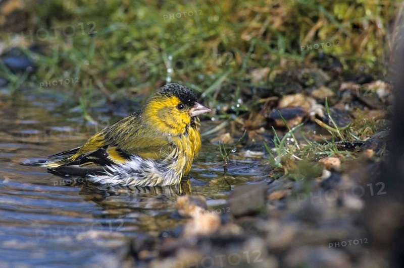 Carduelis spinus, siskin, spinus spinus, siskin, bath, bathe, bird bath, birds, male, passeri, songbirds, songbirds, drinking, birdbath, birds, watering place