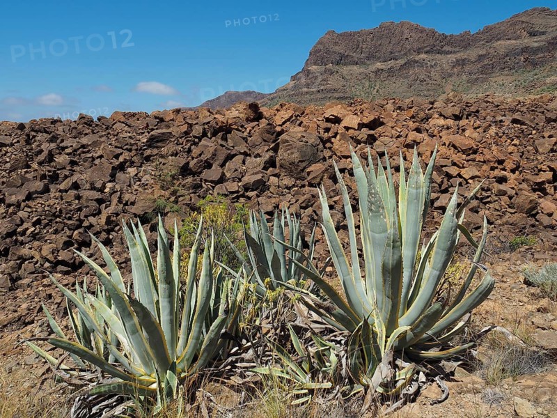 Century plants (Agave americana) against a rocky mountain under a cloudless blue sky, necropolis of Arteara, prehistoric burial site of the indigenous people (ancient Canarians), Gran Canaria, Spain