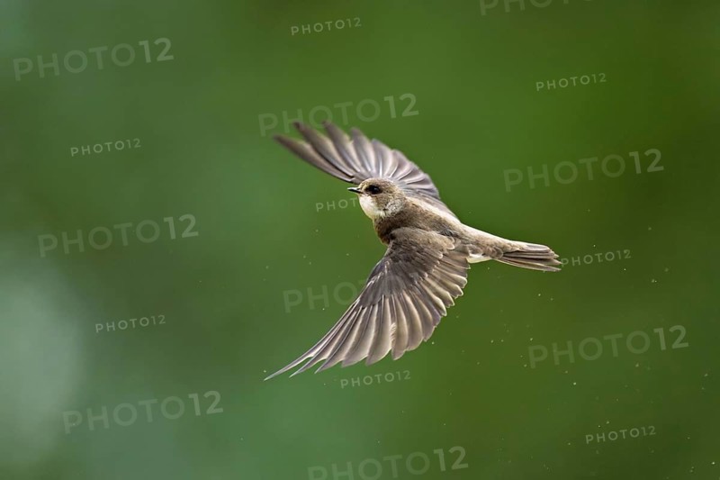 Sand martin (Riparia riparia), in flight, Reussegg nature reserve, Canton Aargau, Switzerland