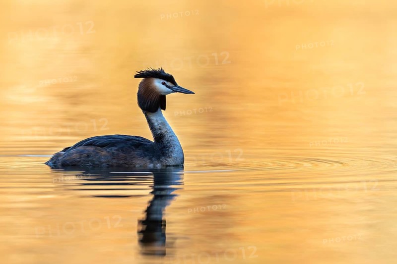 Great Crested Grebe (Podiceps Scalloped ribbonfish), Vulkaneifel, Rhineland-Palatinate, Germany