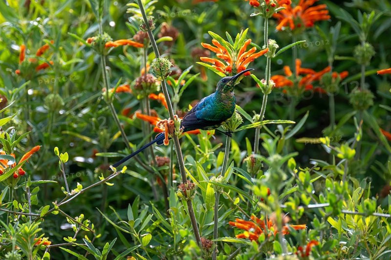 Malachite Sunbird (Nectarinia famosa) Male, Western Cape, South Africa