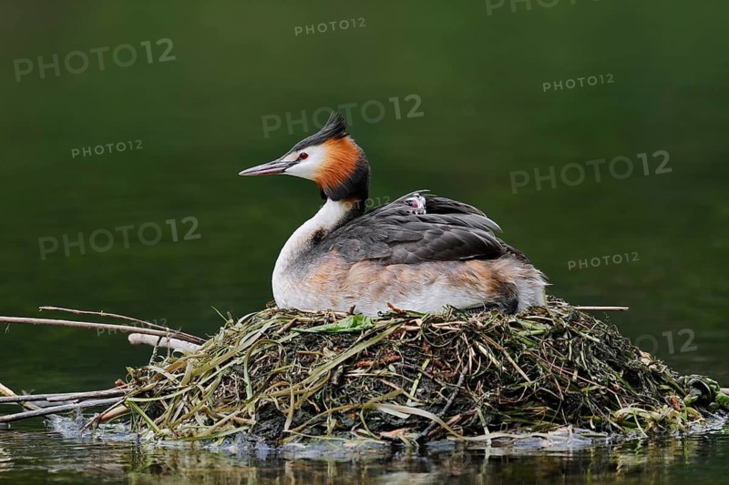 Great Crested Grebe (Podiceps scalloped ribbonfish) with chicks on the nest, North Rhine-Westphalia, Germany