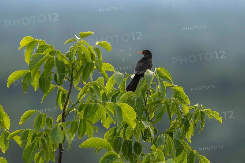 A blackbird (Turdus merula) is perched on a branch. The tree has green leaves. A blurred natural landscape can be seen in the background. Kaiserstuhl, Germany