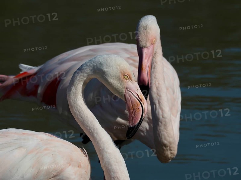 Two flamingos with striking pink plumage, the greater flamingo (Phoenicopterus roseus), stand close together in the water, Camargue, Provence, France
