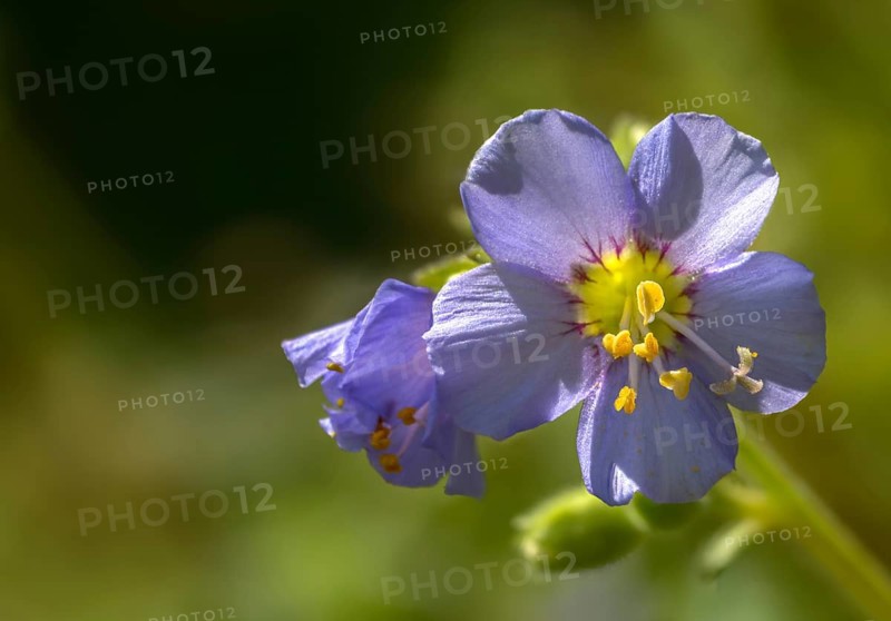 Jacob's Ladder spec., Polemonium Boreale, Boreal Jacobs Ladder, Flora, Northern Jacob's Ladde, Plants