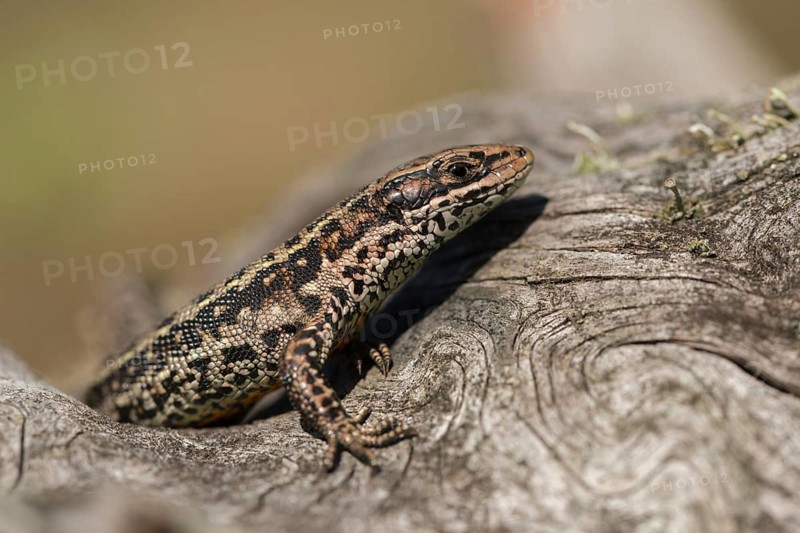 Mountain lizard, Lacerta vivipara, bog lizard, viviparous lizard, zootoca, common lizard, critters, lizards, lizards, reptiles