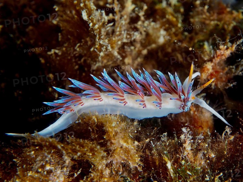 A vibrantly coloured nudibranch, the wandering thread snail (Cratena peregrina), glides across the seabed, dive site: Cap de Creus Marine Reserve, Rosas, Costa Brava, Spain, Mediterranean Sea