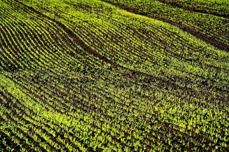 Cool-season cereals in autumn, Oberweser, Weser Uplands, Weserbergland, Hesse, Germany