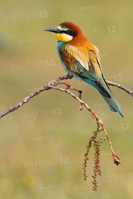 European Bee-eater (Merops apiaster), Castile, Spain