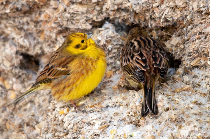 Emberiza citrinella, goldammer, yellowhammer, birds, female, male, passeri, songbirds, songbirds, birds, female, winter