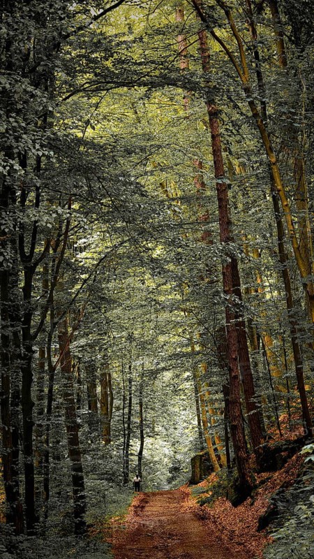 A narrow path leads through a dense forest with tall trees and soft lighting, quiet, melancholy atmosphere, atmospheric, hiking in the Schwarza Valley nature park Reserve, Thuringian Highlands, Thuringian Forest Nature Park