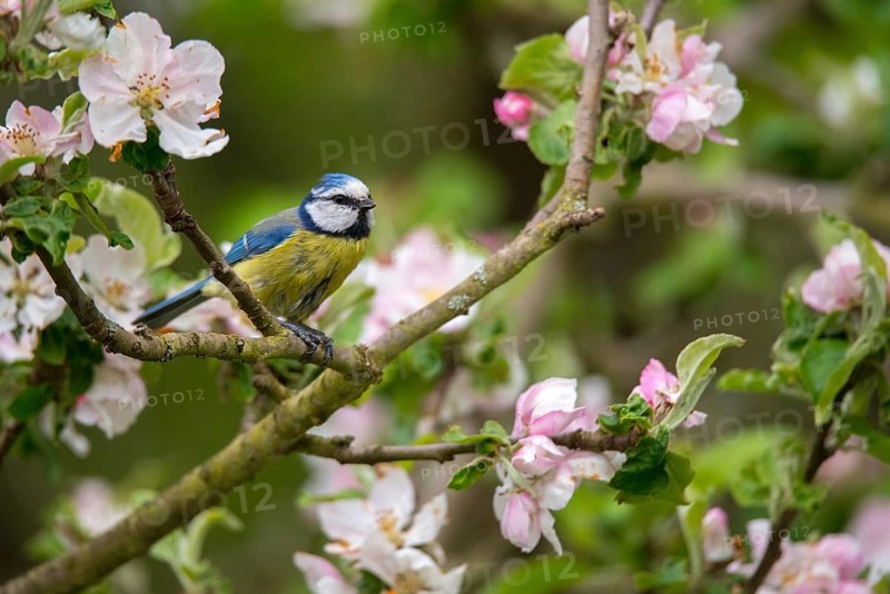 Blue tit, fruit tree blossom, parus caeruleus, birds, spring, garden birds, tits, passeri, songbirds, song birds, jump, tits, birds