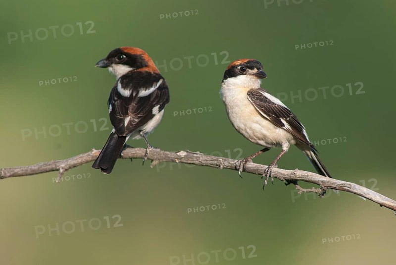Lanius senator, red-headed shrike, woodchat shrike, birds, Bulgaria, female, male, passeri, songbirds, songbirds, birds, female, shrike