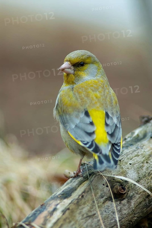 Carduelis chloris, chloris chloris, greenfinch, greenfinch, birds, high size, portrait format, passeri, songbirds, birds