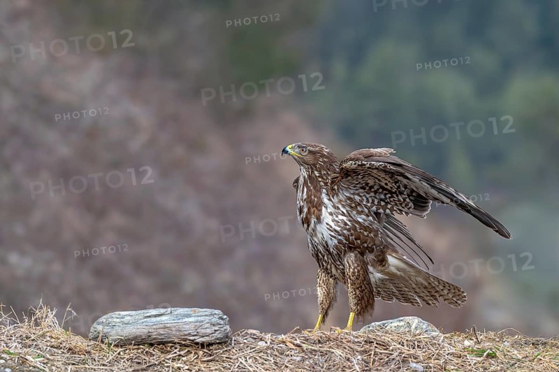 A common buzzard (Buteo buteo) perched on the ground, Terfens, Tyrol, Austria